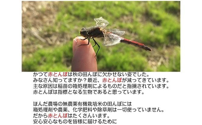自然農法米こしひかり「自然の恵み」玄米5kg×2個《特別栽培米》 お米 コシヒカリ 特別農法 自然米 化学肥料ゼロ JAS有機栽培 安全なお米 