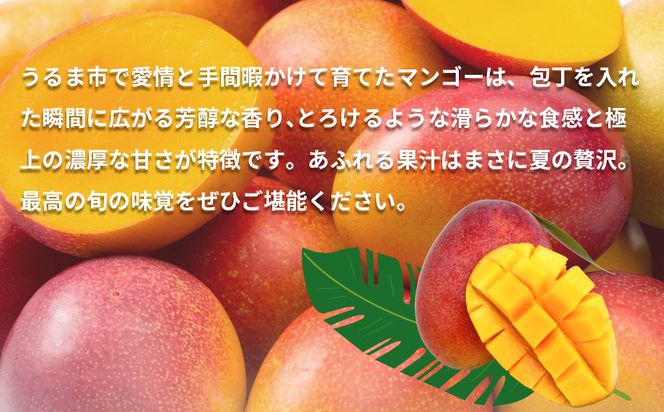 沖縄県産 贈答用マンゴー 1.5kg【 先行予約 2026年発送 】