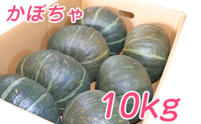 【2026年10月発送】富良野市産 かぼちゃ「ブラックのジョー」 10kg (中山農園) 野菜 南瓜