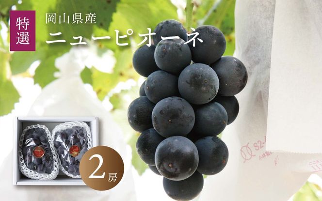 真庭市産 ニューピオーネ 特選大房 2房 (2026年8月中旬以降発送予定) ｜ニューピオーネ 岡山ニューピオーネ ニューピオーネ ぴおーね ぶどう 葡萄 ブドウ 果物 フルーツ 大粒 種無し 産地直送 農家直送 ニューピオーネ 岡山県 種なし ぶどう 葡萄 ニューピオーネ 人気 数量限定 大粒 種なし スイーツ 【配送不可地域：北海道／沖縄県／離島】【jujy009-02】