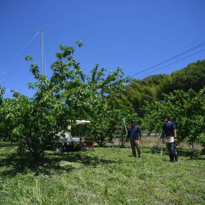 2026年 早期受付 岡山県産 清水白桃 (約2.2kg)5～7玉 桃 白桃 もも 果物 フルーツ