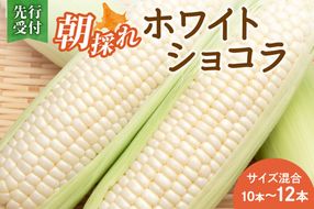 【2026年8月～発送開始！】北海道十勝清水町産 白いとうもろこし ホワイトショコラ サイズ混合 10～12本_S021-0018