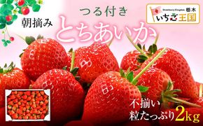 【訳あり】いちご とちあいか不揃い粒 2kg ※2027年5月～発送