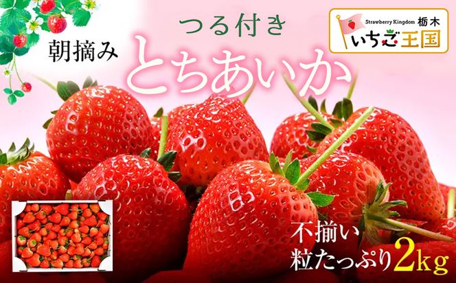 【訳あり】いちご とちあいか不揃い粒 2kg ※2027年5月～発送
