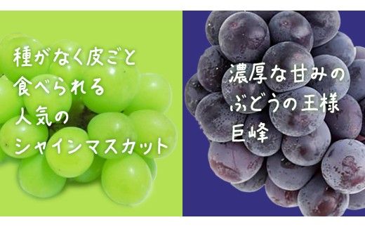 【桐箱入り】 シャインマスカット & 巨峰 (各１房)【2026年7月上旬発送開始】(茨城県共通返礼品：大子町) ぶどう 葡萄 マスカット フルーツ 果物 贈答用 ギフト 贈り物