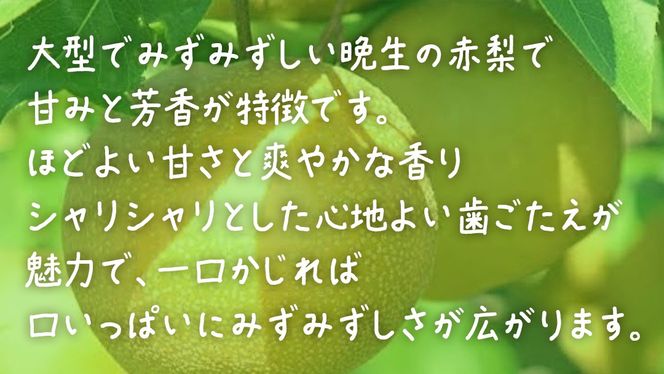 y錧vszV 10kg (20`24)y2026N10{Jnz(錧ʕԗiFq)  Ȃ ʕ  t[c ɂ