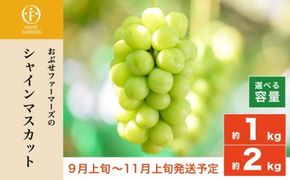 シャインマスカット 約1kg 約2kg 選べる内容量 ［おぶせファーマーズ］ 果物 フルーツ ぶどう 葡萄 数量限定 先行予約 長野 信州 令和7年産 【2025年9月上旬〜11月上旬発送】