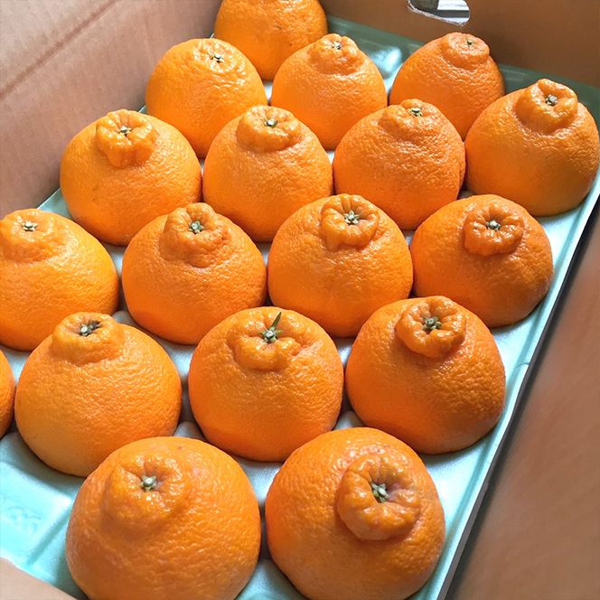 ZE6383n_有田の不知火(しらぬひ) 5kg　12～18玉 （２L～４Lサイズ） 手選別 国産 有田のしらぬひ 産地直送 有田 有名 柑橘 果物 果実 フルーツ バランスの良い甘さ 甘い 食品 食べ物 あしのや お取り寄せ 和歌山県 湯浅町 送料無料