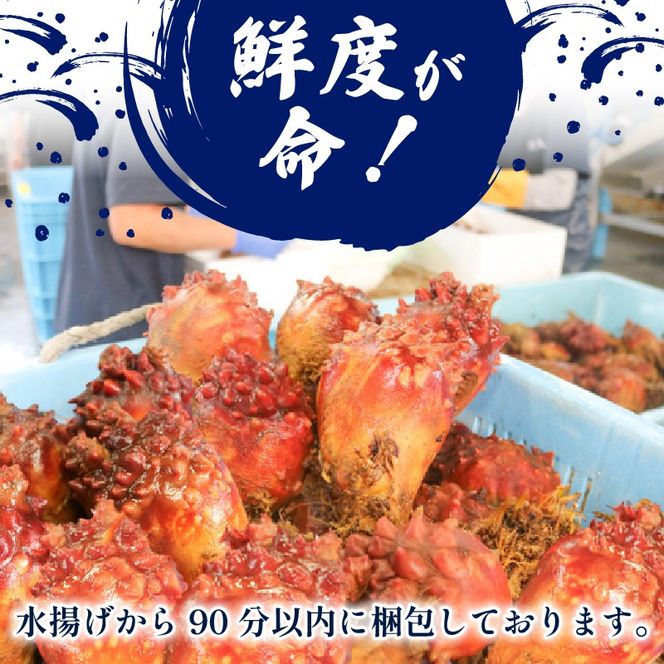 【先行予約】 殻付きホヤ 10個 ＼5月頃より順次発送／ 期間限定ほや ホヤ Hoya 串焼き フライ ごはん 夕飯 おかず おつまみ 晩酌 海産物 海鮮 魚介 魚介類 珍味 大船渡 ニュース てれび TV テレビ 放送 番組 被災 災害 三陸 岩手県 国産