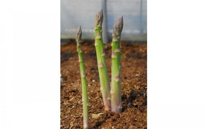 出雲グリーンアスパラガス　1.2kg相当（30～35本） 322032_CG017