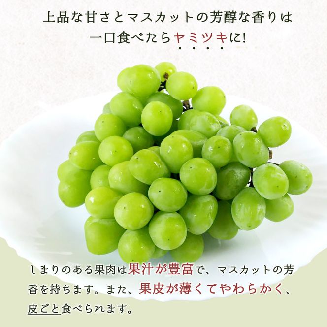 紀州和歌山産 シャインマスカット 約1kg ※2026年8月中旬頃〜2026年9月上旬頃に順次発送 ※日付指定不可 ぶどう ブドウ 葡萄 マスカット 果物 くだもの フルーツ 人気【uot782】