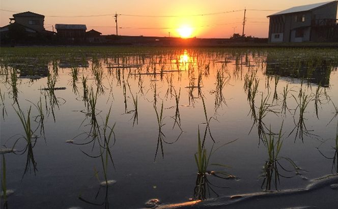 自然農法米こしひかり「自然の恵み」白米5kg《特別栽培米》 お米 コシヒカリ 特別農法 自然米 化学肥料ゼロ JAS有機栽培 安全なお米 精米 