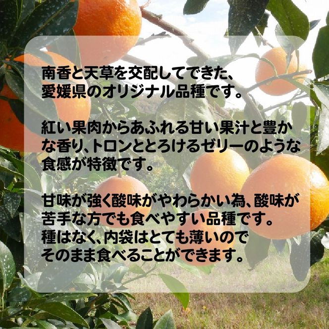 数量限定 先行予約 愛媛 まどんな 3kg みかん サイズミックス 18000円 愛果28号 紅まどんな 同品種 あいか アイカ 高級 人気 ブランド 柑橘 果物 フルーツ 期間限定 産地直送 国産 農家直送 特産品 お取り寄せ ギフト プレゼント お歳暮 mikan 蜜柑 ミカン マドンナ スマイルカット 甘い おいしい ゼリー ぷるぷる 吉田農園 愛南町 愛媛県