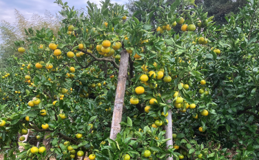 Lサイズ 前元農園の完熟中生(なかて)温州みかん 3kg【1月初旬～下旬に順次発送】 / フルーツ 中生 なかて 温州 みかん 蜜柑 三重県 高品質 みえ アルギット【mmg027A】