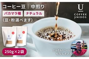 【年内発送】中煎りコーヒー豆250g×2袋 (豆・粉選べます) エルポルベニール農園パカマラ種ナチュラル糸島市 / COFFEE UNIDOS [AQF004] 珈琲 カフェ コーヒー粉