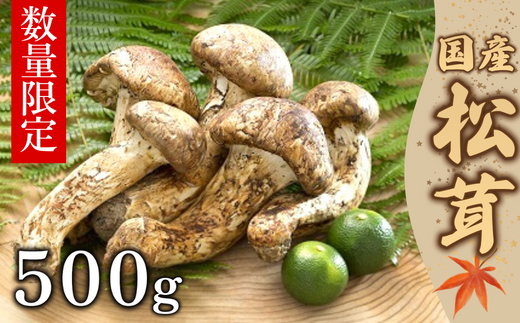 【数量限定】 厳選天然松茸 500g 松茸ご飯、焼き松茸、土瓶蒸しなど 桐箱入 F4N-2524
