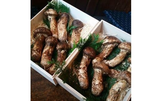 【数量限定】 天然松茸 250g 松茸ご飯、焼き松茸、土瓶蒸しなど 桐箱入 F4N-2523