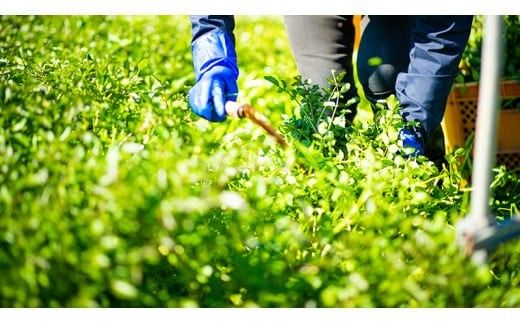 みくにクレソン100g×10袋 美容 健康 野菜 スーパーフード クレソン [CY003ci]