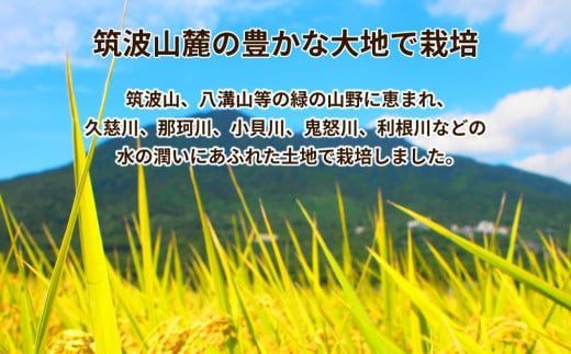 【6ヶ月定期便】令和8年産 茨城県産 コシヒカリ 精米 10kg (5kg×2袋) ※2026年10月～発送