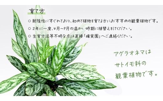 アグラオネマ シルバークイーン 5号ポット 1点 家庭 で 園芸 鉢植え 苗 庭木 果樹 ガーデニング 植物 確実園 観葉植物 インテリア 植木鉢 [BG016us]