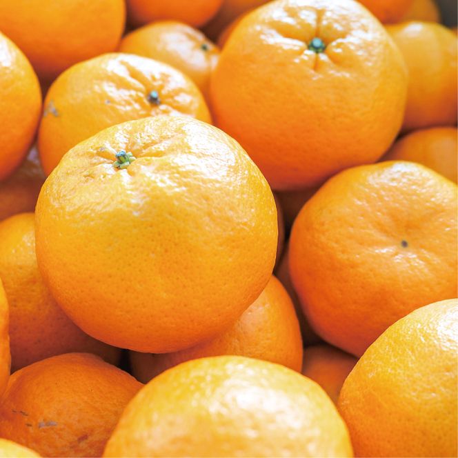 数量限定 先行受付 ポンカン 3kg 7000円 ぽんかん 国産 みかん mikan 蜜柑 ミカン 産地直送 農家直送 特産品 ギフト プレゼント ゼリー ジュース アイス 冷凍 みかん 等に 人気 限定 甘い フルーツ 果物 柑橘 美味しい おいしい 小玉 含む ジューシー サイズ ミックス 岡平農園 愛南町 愛媛県