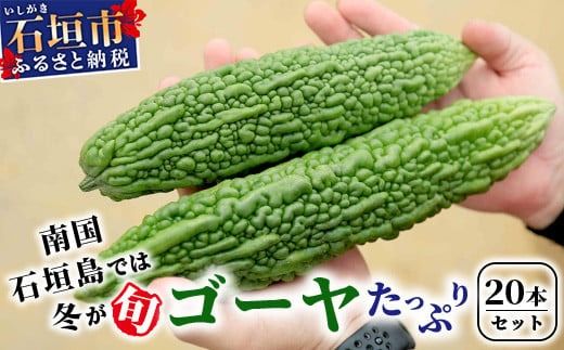 南国石垣島では冬が旬！朝採れ「ゴーヤ」たっぷり20本セット！減農薬！最優秀賞受賞の農家から！12月～3月順次発送【 沖縄県石垣市 石垣島産 フレッシュ ゴーヤ 減農薬 特別栽培 野菜 採れたて 離島のいいもの 沖縄いいもの石垣島 】OI-11