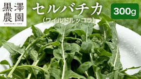 つくばみらい市 で栽培した セルバチカ ( ワイルドルッコラ ) 300g サラダ さらだ ルッコラ ハーブ 新鮮 国産 辛い セルバチコ ベビーリーフ イタリア野菜 イタリア料理 イタリアン パスタ 高級 トッピング 大容量 たっぷり [DS08-NT]