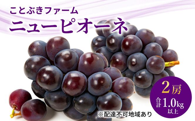 ぶどう 2026年 先行予約 ニューピオーネ２房入り 合計1.0kg以上 岡山県 赤磐市 ブドウ 葡萄 果物 フルーツ