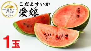 こだますいか 「 愛娘 」 1玉 2026年産 先行予約 筑西ブランド こだまスイカ 小玉スイカ すいか スイカ フルーツ 果物 [AF078ci]