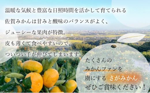 【期間限定】 ＜選べる種類と内容量＞さがみかん （5代目みかん or 蔵入りみかん) (4.5kg or 9.5kg）【温州みかん 甘い 濃厚 ジューシー コク 完熟 熟成みかん 蔵出し 蔵入り 柑橘 密柑 ギフト 果物 フルーツ 佐賀県産 佐賀県 大和 太良 石橋果樹園 人気】