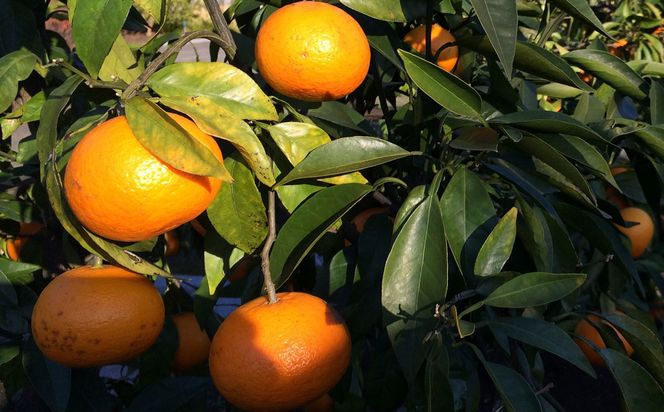 ［希少柑橘］和歌山県産なつみ約5kg（S～2Lサイズおまかせ）★2026年4月頃より順次発送［TM147］ 303446_XH048