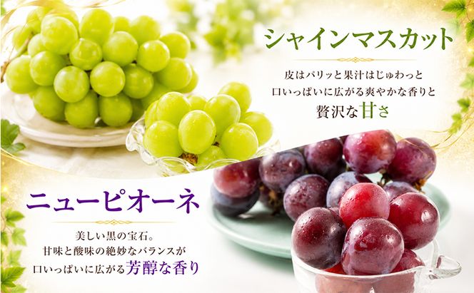 2回定期便 訳あり シャインマスカット約2kg(3-4房)×ニューピオーネ約2kg(3-4房) 岡山県高梁市産 うめづぶどう園 化粧箱入り 葡萄 ブドウ 大粒 配送不可：北海道、沖縄、離島