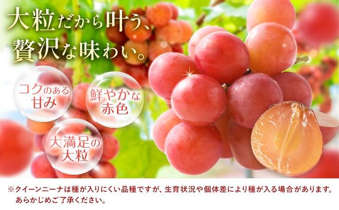 【2027年先行予約】ご家庭用 岡山県産 クインニーナ 約1.2kg 2～3房 晴れの国おかやま館 (つむぐ株式会社) 《2027年9月中旬-9月下旬頃出荷》岡山県 笠岡市 フルーツ 果物 果実 訳あり ぶどう 赤ぶどう 葡萄 ブドウ【配送不可地域：離島】---H-107---