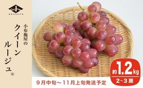 クイーンルージュ® 約1.2kg 2～3房 ［小布施屋］ 果物 フルーツ ぶどう 葡萄 令和7年産【2025年9月中旬～11月上旬発送】 ［A-705］