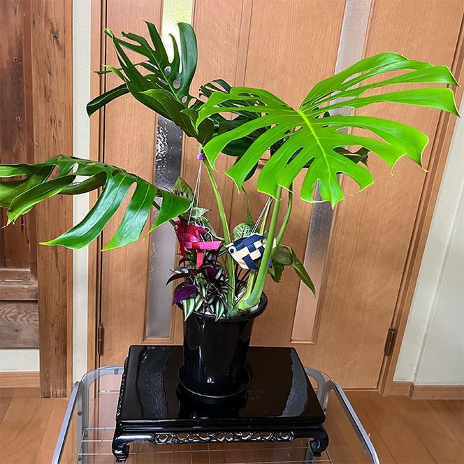 モンステラ＆観葉植物2種類寄せ植え（A1045-1）