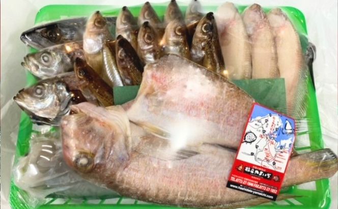 海の京都 橋立やまいち 干物セット 贈答用 E[ 一夜干し ギフト ] 魚貝類 アジ イカ サバ ハタハタ  myz02 myz11 myz17