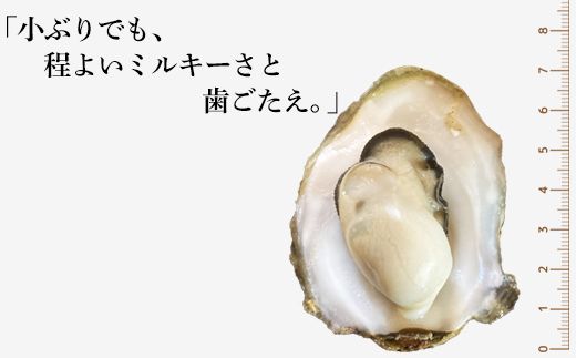 【先行予約】 2027年6月中旬頃発送発送開始！ 北海道産 生牡蠣 殻付き 1kg (15～18個) 生食 シングルシード　牡蠣 かき カキ
