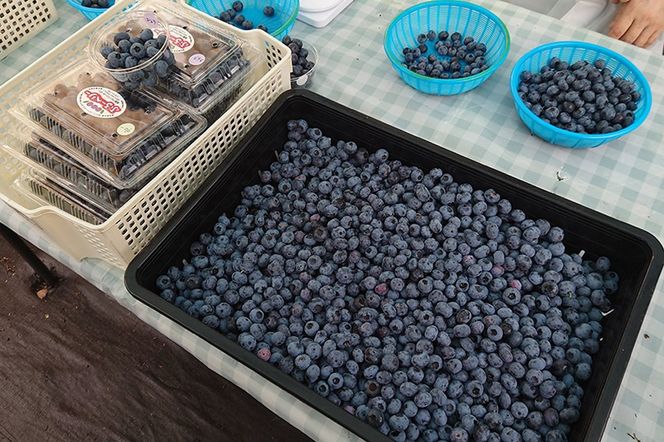 【男鹿ぶるーべりーガーデン】 冷凍ブルーベリー 500g×2パック（合計1kg）秋田県 男鹿市|23_sea-021001