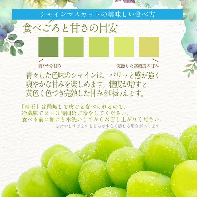 2026年 先行予約受付中 シャインマスカット晴王1房 約700g 岡山県産 種無し 皮ごと食べる みずみずしい 甘い フレッシュ 瀬戸内 晴れの国 おかやま 果物大国 ハレノフルーツ