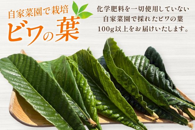 ビワの葉 10枚 100g以上 [海洋館 宮城県 気仙沼市 20565792] 葉 ビワ びわ 葉っぱ