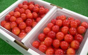 さくらんぼ 『紅秀峰』1kg相当（500gパック×2） 国見町産 | 果物 フルーツ ※2026年6月～発送