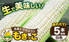 【先行予約】糸島産 トウモロコシ 「もきっこ」 白 (5本前後) 【2026年6月下旬以降順次発送】糸島市 / 内田農業 とうもろこし コーン [AZH005] とうもろこし 野菜 コーン スイートコーン 甘い ホワイト 白 トウモロコシ
