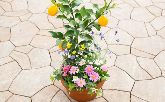 レモンの木 花 寄せ植え 5～6種類 レモンと季節のお花 テラコッタ鉢