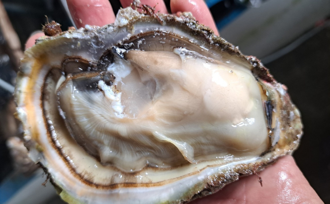 【夏限定！！】岩がき（殻付き）約3kg （10個） 1箱 岩ガキ カキ 牡蠣 天然岩ガキ 殻付き 網焼き BBQ 産地直送 夏の味覚 お中元 ギフト 贈答品 浜坂産 兵庫県
