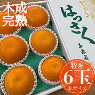 木成完熟 紅はっさく 特秀 大玉 3L × 6玉入 化粧箱 南泰園【2027年4月上旬～発送】BS776