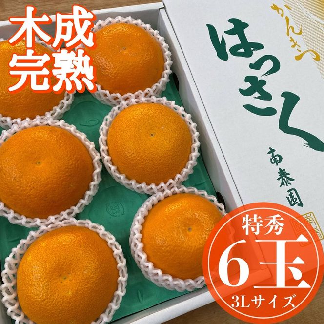 木成完熟 紅はっさく 特秀 大玉 3L × 6玉入 化粧箱 南泰園【2027年4月上旬～発送】BS776