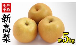 《 先行予約 》 茨城県産 梨 新高 （ 約5kg ） 【 2026年 9月中旬頃より発送開始 】  にいたか ニイタカ フルーツ 果物 なし ナシ 旬 新鮮 旬 期間限定 国産 [CK004us]
