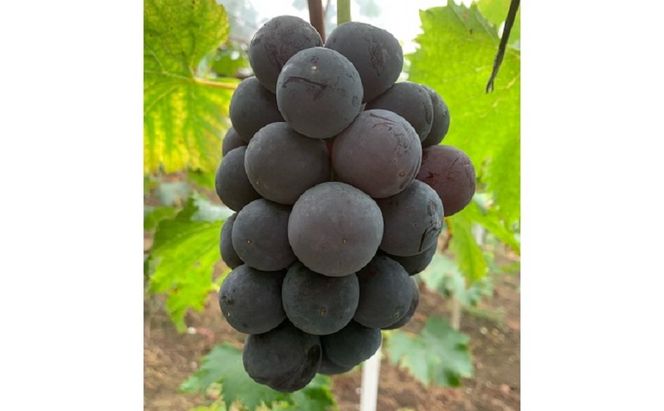 ぶどう 【2026年 先行予約】 種なし完熟 ニューピオーネ  3～5房 合計約2kg ブドウ 葡萄 岡山県産 国産 フルーツ 果物 渡邊農園