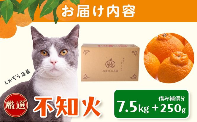 ［先行予約］厳選 不知火7.5kg+250g（傷み補償分）［デコポンと同品種・人気の春みかん］ 	CZ204