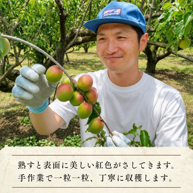 昔ながらの梅干し 一級品（福井県若狭町）伝統製法にこだわり仕上げた梅干し／袋入り300g ご飯のお供 肉厚 種が小さい 紅映 天然塩 鮮やか 芳醇な香り コク 紫蘇漬け 二度漬け すっぱい 国産 紅映梅 べにさし梅 福井梅 しそ梅 塩としそだけ